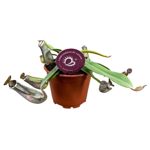 Nepenthes Albomarginata 8,5 cm