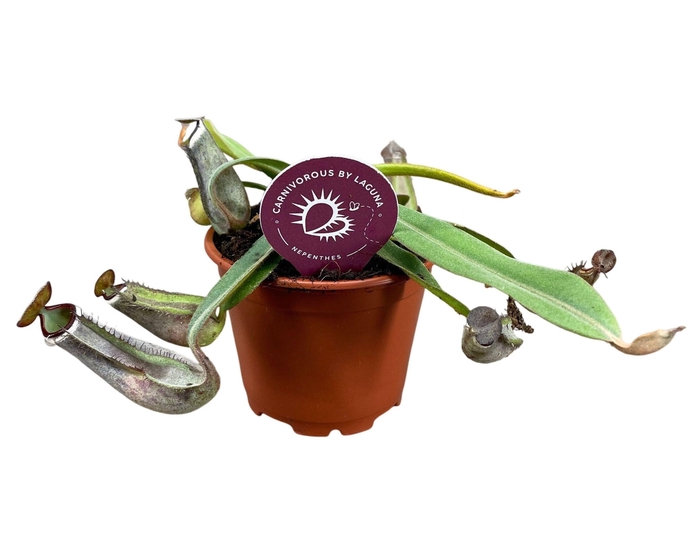<h4>Nepenthes Albomarginata 8,5 cm</h4>