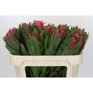 PROTEA BRENDA