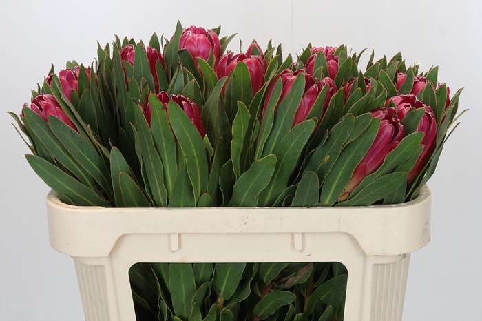 <h4>PROTEA BRENDA</h4>