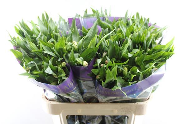 <h4>Alstr True Dream (pink/wit)</h4>