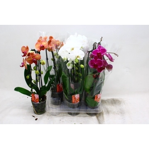 PHAL EL CASCADE