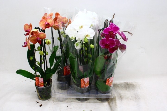 <h4>PHAL EL CASCADE</h4>