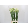Nerine Adele