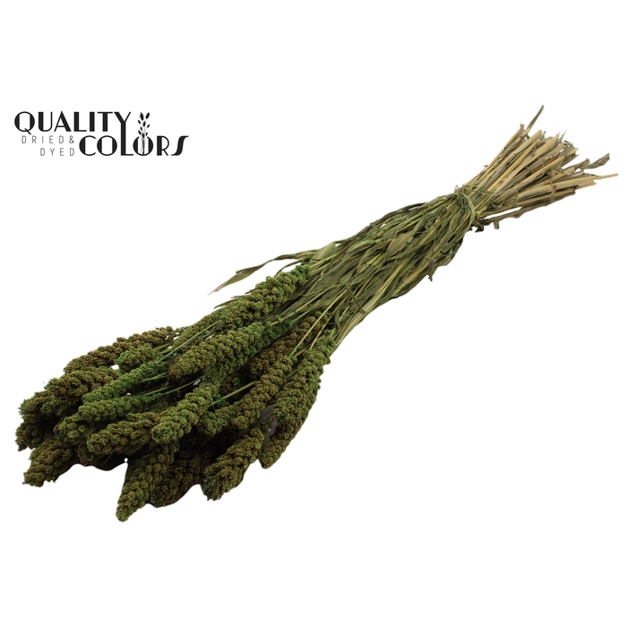 <h4>Gierst per bunch Light Green</h4>