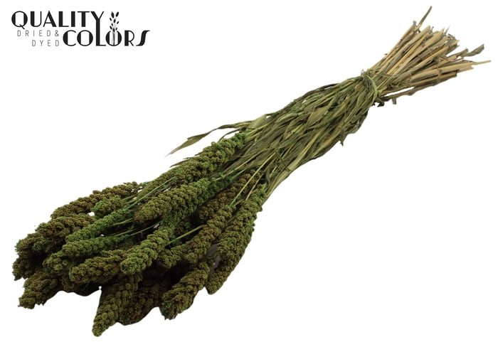 <h4>Gierst per bunch Light Green</h4>