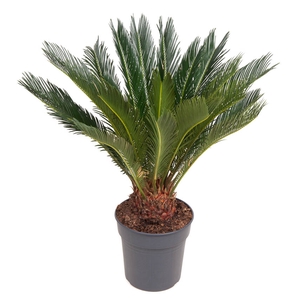 Cycas Revoluta