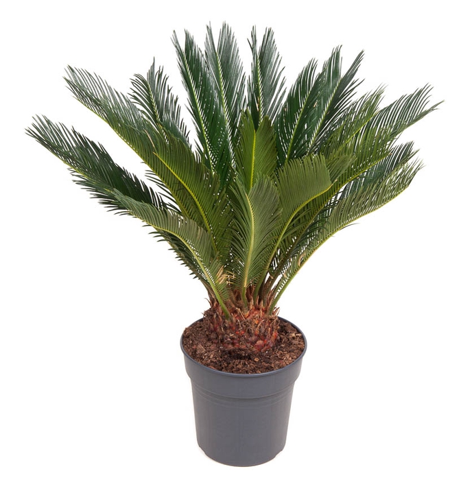 Cycas Revoluta