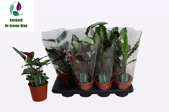 <h4>CALAT GEM 3 SRT</h4>