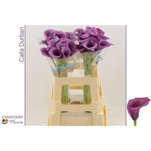 CALLA  'DURBAN'