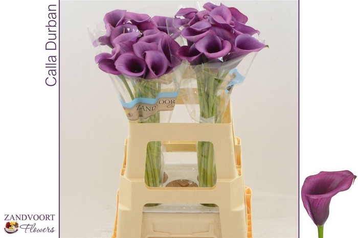 <h4>CALLA  'DURBAN'</h4>