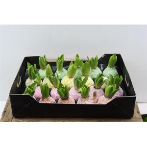 Wax Hyacinth Snow Mix