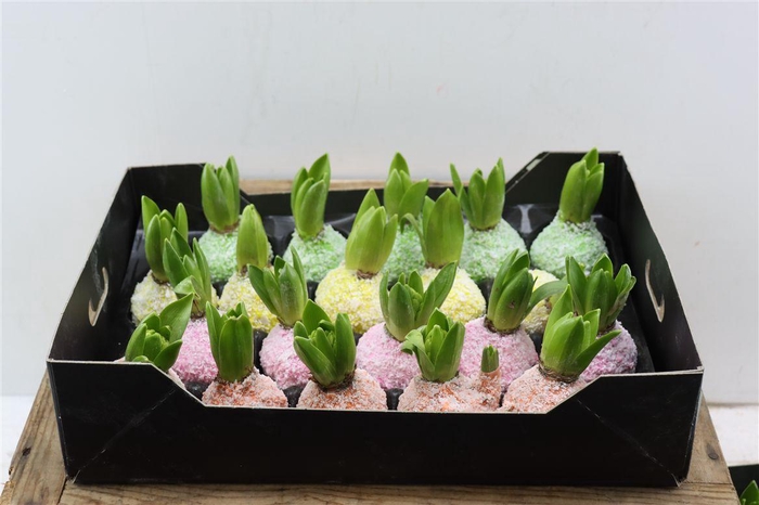 <h4>Wax Hyacinth Snow Mix</h4>