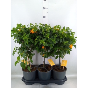 Lantana camara 'Simon Orange'