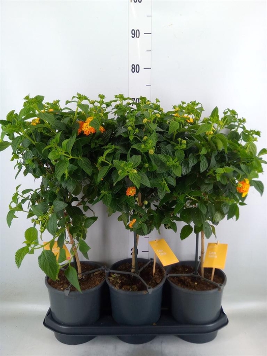 <h4>Lantana camara 'Simon Orange'</h4>