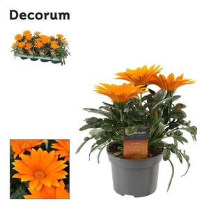 Gazania oranje oranje Beperkt leverbaar