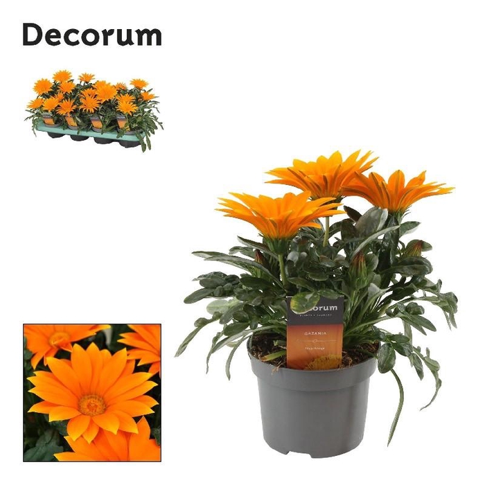 Gazania oranje oranje Beperkt leverbaar