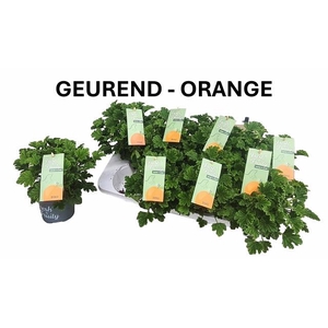 Pelargonium hybrid fragrant Orange 12Ø 20cm