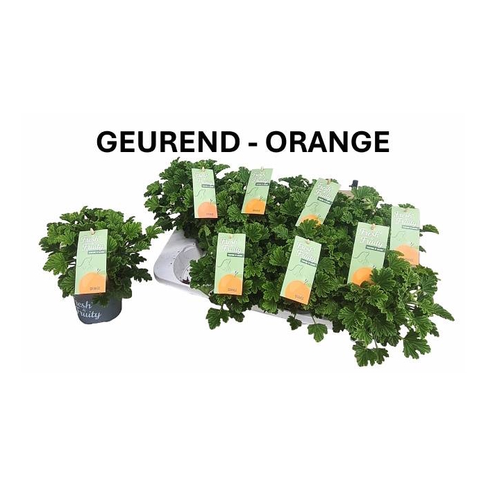 <h4>Pelargonium hybrid fragrant Orange 12Ø 20cm</h4>