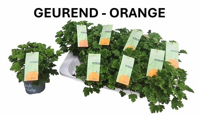 Pelargonium hybrid fragrant Orange 12Ø 20cm