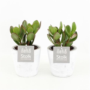 Crassula Ovata 10,5 in White Wash pot