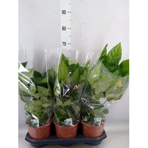 Fatsia japonica   ...