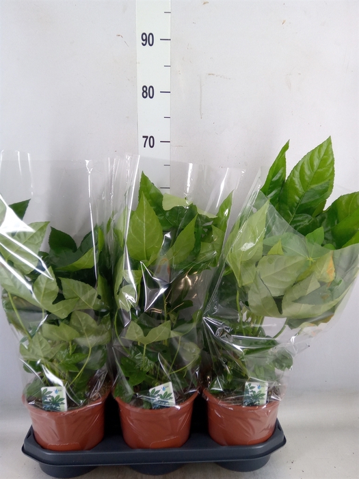 <h4>Fatsia japonica   ...</h4>