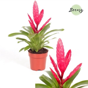 Vriesea Intenso Pink