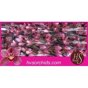 CYMB T MRS PAULINE 80CM