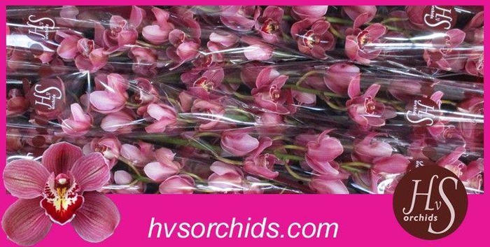 <h4>CYMB T MRS PAULINE 80CM</h4>