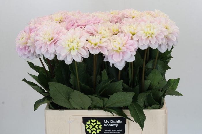 <h4>Dahlia Cayen</h4>