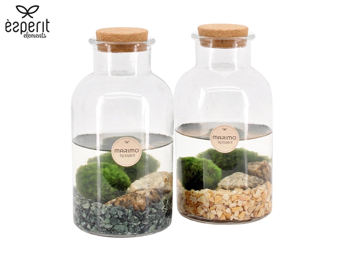 <h4>90527: Marimo arrangement</h4>