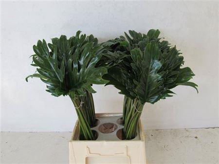 <h4>Philod Xanadu</h4>