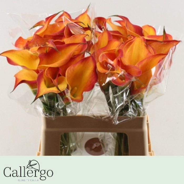 <h4>Zantedeschia morning sun</h4>