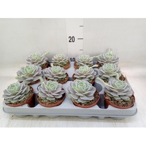 Echeveria   ...