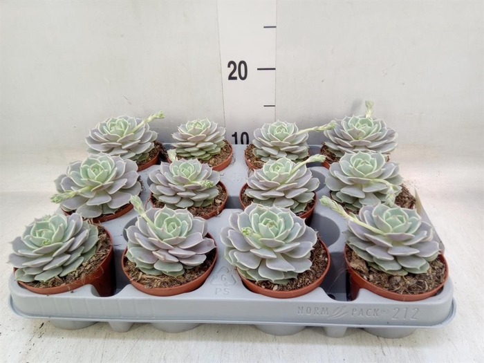 <h4>Echeveria   ...</h4>