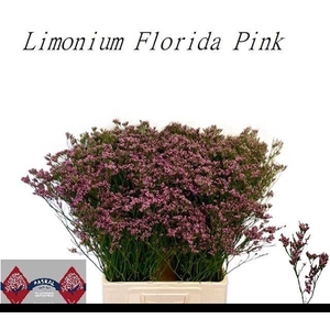 LIM FLORIDA PINK