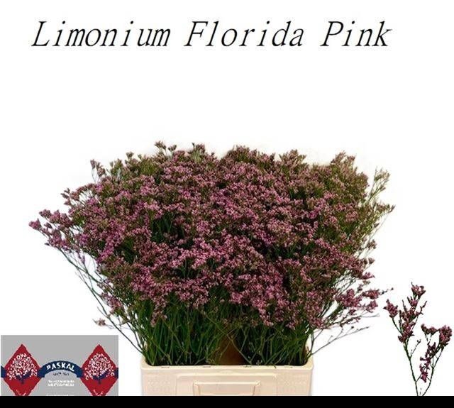 <h4>LIM FLORIDA PINK</h4>