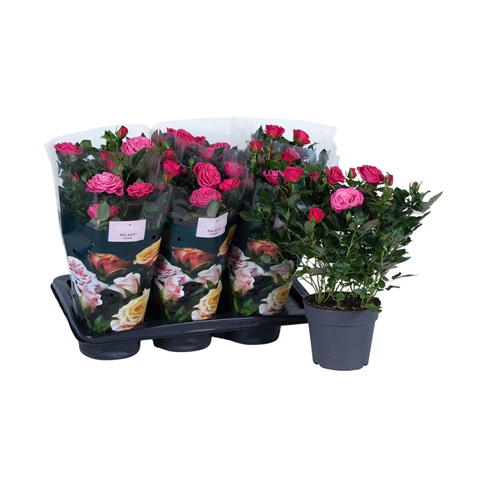 <h4>Nolina Roses Ø 17 cm Deep pink st. 2-3</h4>