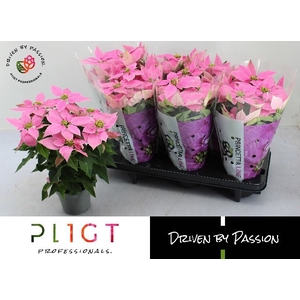 EUPHOR P PRI HO PINK