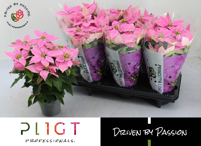 <h4>EUPHOR P PRI HO PINK</h4>