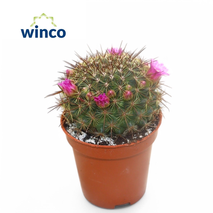 <h4>Mammillaria Spinossisima (flowering)</h4>