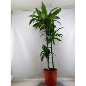 Dracaena frag. 'Janet Craig'