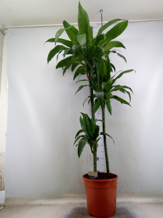 <h4>Dracaena frag. 'Janet Craig'</h4>