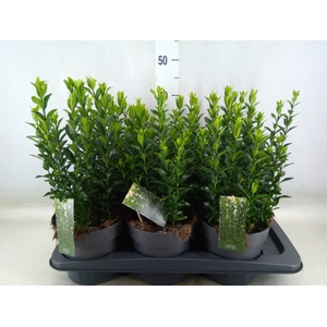 Euonymus japon. 'Green Spire'