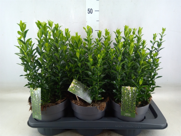 <h4>Euonymus japon. 'Green Spire'</h4>