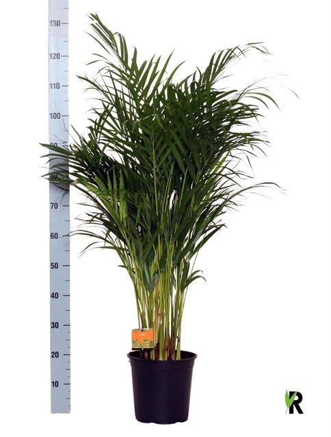 <h4>DYPSIS LUTESCENS</h4>