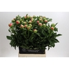 Paeonia coral sunset XXL
