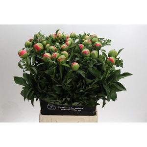 Paeonia coral sunset XXL