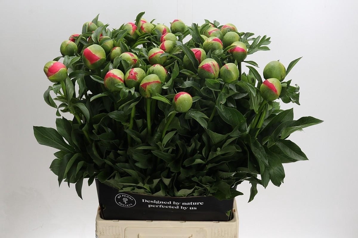 <h4>Paeonia Coral Sunset</h4>